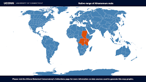 Image result for Aframomum mala