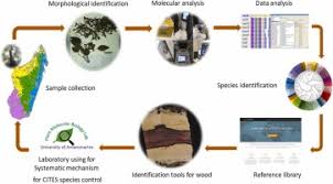 Image result for Dalbergia bracteolata
