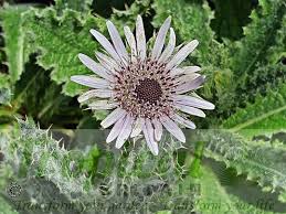 Image result for Berkheya robusta