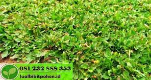 Beli rumput gajah mini varigata berkualitas harga murah july 2021 di tokopedia! Rumput Gajah Mini Varigata Jual Bibit Pohon Dan Tanaman