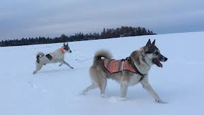 Image result for západosibiřská lajka