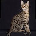 The Bronze - Global Egyptian Mau Society
