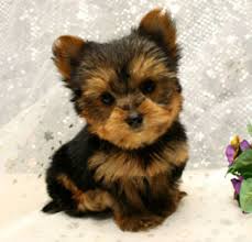 52 likes · 71 talking about this. Yorkie Puppy For Sale Nj Petswall