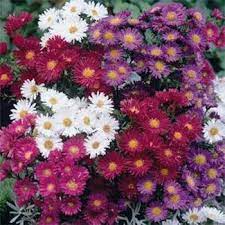 Aster Seeds Aster Alpinus Mix Flower Seed Flower Seeds Flowers Perennials Aster Flower