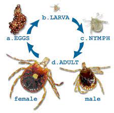 Difference Between Tick Fever And Lyme Disease Google Search Ticks Tick Life Cycle Nymph