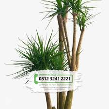 Bibit belut murah dari mega farm. Jual Bibit Benih Biji Bunga Pandan Bali Tamanbibit Com