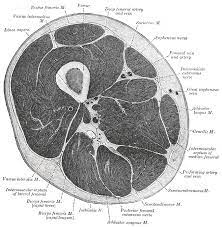 Upper thigh cross sectional anatomy. Figure Thigh Cross Sectional Anatomy Contributed By Gray S Anatomy Plates Statpearls Ncbi Bookshelf