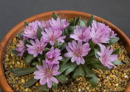 Image result for Rytigynia lewisii