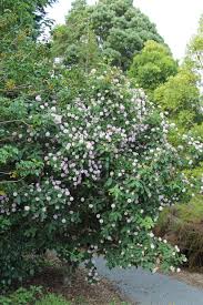Image result for Dais cotinifolia