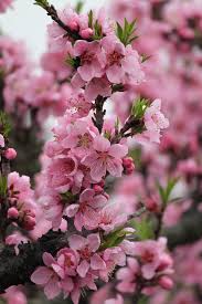 Check spelling or type a new query. Peach Tree 3 Blossom Trees Beautiful Flowers Flowering Trees