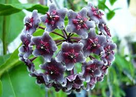 Pin On Flor De Porcelana