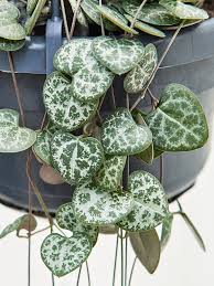 Image result for Ceropegia elongata