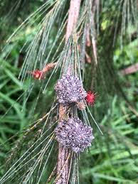 Image result for Casuarina littoralis