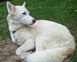 Black And White Husky Shepherd Mix Freya The Husky Mix Husky Mix White Husky Husky