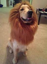 Check spelling or type a new query. I Am The Lion King Golden Retriever Dog Halloween Dog Costumes