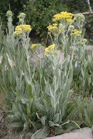 Image result for Senecio latifolius