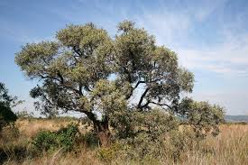 Image result for Ozoroa sphaerocarpa