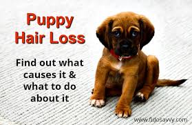 puppy hair loss got you worried