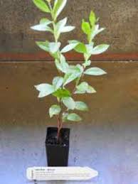 Rare herb plants & medicinal plant. Henna Plant Lawsonia Inermis All Rare Herbs Specialist Herb Nursery