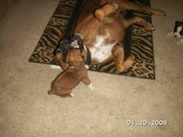 They say you should choose your battles carefully and so these boxer puppies have. Boxer Puppies In California