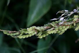 Image result for Polhillides