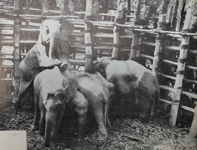 KHEDDA — CAPTURING WILD ELEPHANTS IN MYSORE | by N S Vinodh | Medium