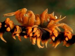 Image result for Commiphora zanzibarica