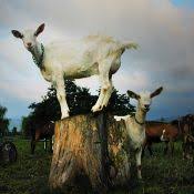 Image result for beekman goats