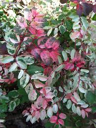 Image result for Breynia disticha