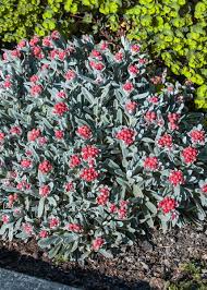 Image result for Helichrysum globosum