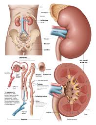 They are located just below the rib cage, one on each side of your spine. Kidney 101 Pkd Foundation