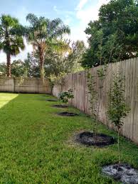 Last but not least on our list of top fruit trees for backyard orchards is santa rosa plum. My Backyard Florida Orchard Apple Pear And Citrus General Fruit Growing Growing Fruit