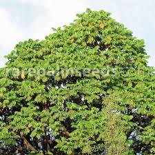 Image result for Hagenia abyssinica