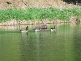 Kettle creek state park, nearly 1800 acres, is enveloped in a mountainous and wild valley. Kettle Creek State Park A Pennsylvania State Park