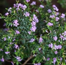Image result for Cuphea hyssopifolia