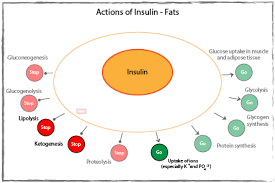 Fda information on insulin the.gov means it's official.federal government websites often end in.gov or.mil. How Does Insulin Control Key Pathways