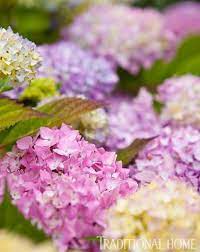 French Inspired Garden In The Pacific Northwest Endless Summer Hydrangea Pacific Northwest Garden Endless Summer Blooms