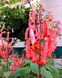 Cape Fuchsia Pith Vigor Cultivating Garden Style Hummingbird Plants Plants Cool Plants