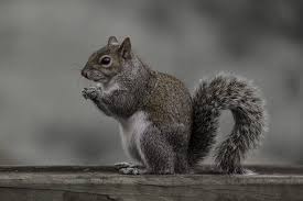 Image result for squirrel