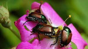 Japanese Beetles Love Roses Flowers And Foliage Phlox Cannas Hibiscus Asters Grapes Beans Green Pest Control Japanese Beetle Control Japanese Beetles