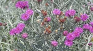 Image result for Vernonia sutherlandii