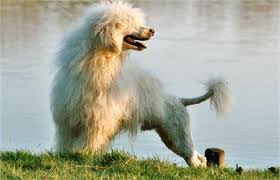 O cão de água português é um companheiro na faina da pesca e no cobro e cão de companhia. Raca Cao D Agua Portugues Caracteristicas Da Raca Fotos E Videos