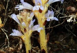 Image result for Orobanchaceae