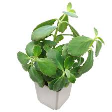 Image result for Kalanchoe fedtschenkoi