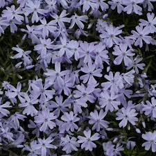 Image result for Indigofera subulata