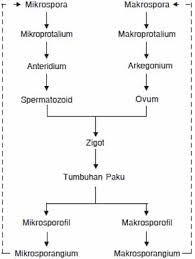 Apakah kalian tahu istilah metagenesis pada tumbuhan? Jenis Jenis Tumbuhan Paku Atau Pteridophyta