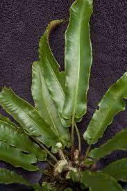 Image result for Asplenium uhligii