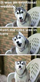 Imgur The Most Awesome Images On The Internet Funny Animal Memes Funny Animal Jokes Funny Animal Pictures