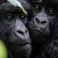 Trekking Mountain Gorilla, Chimpanzee & Golden Mon... event in Kigali