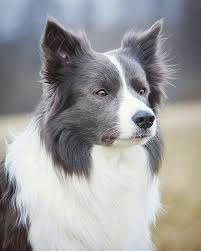 Border Collie Bleu He Looks So Much Like My Murphy Blue Collie Dog Blue Border Collie Border Collie Puppies